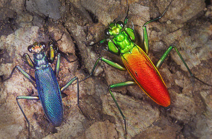 Genus Metallyticus mantis