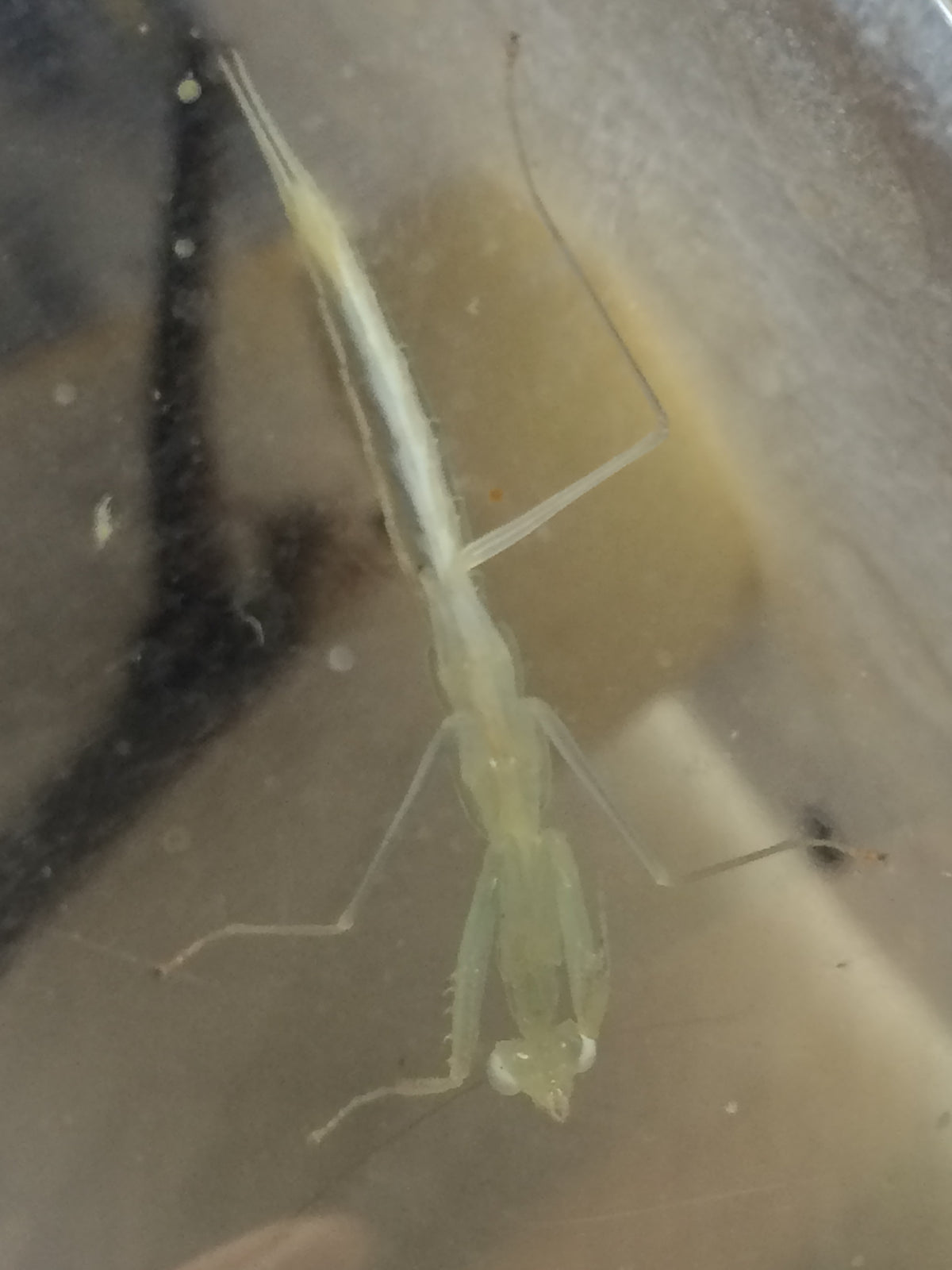 Sinomantis denticulata “Glass Mantis” - USMANTIS