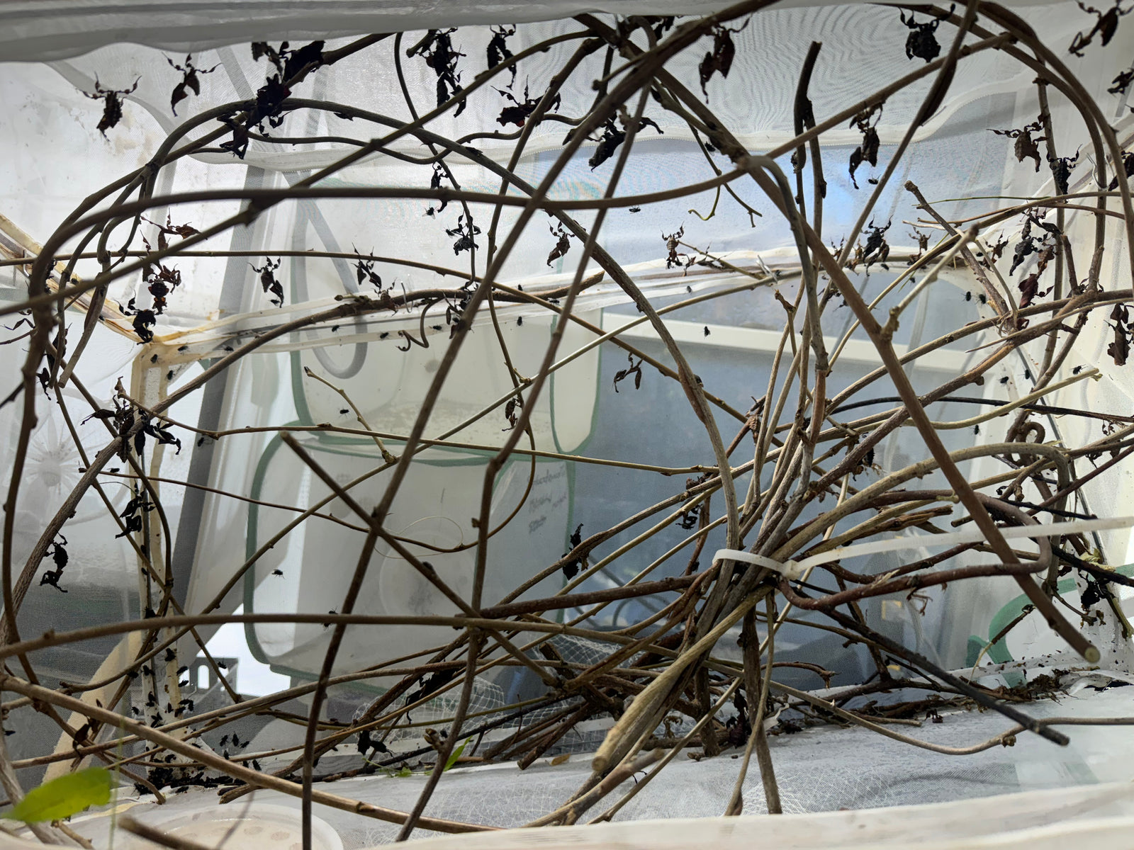 White 13.5" by 13.5" by 24" Popup Cage with Vinyl Window praying mantis breeding cage