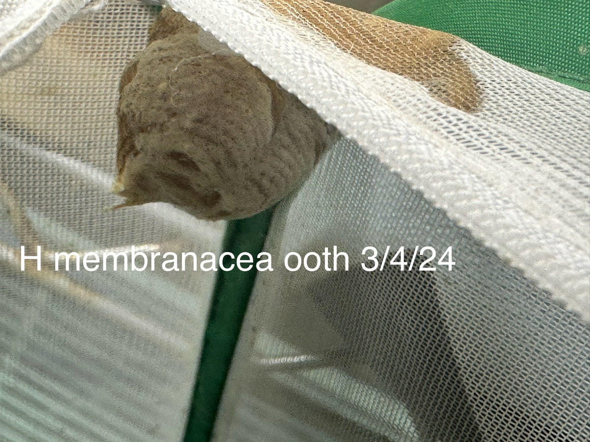 Hierodula membranacea Giant Asian Mantis - USMANTIS