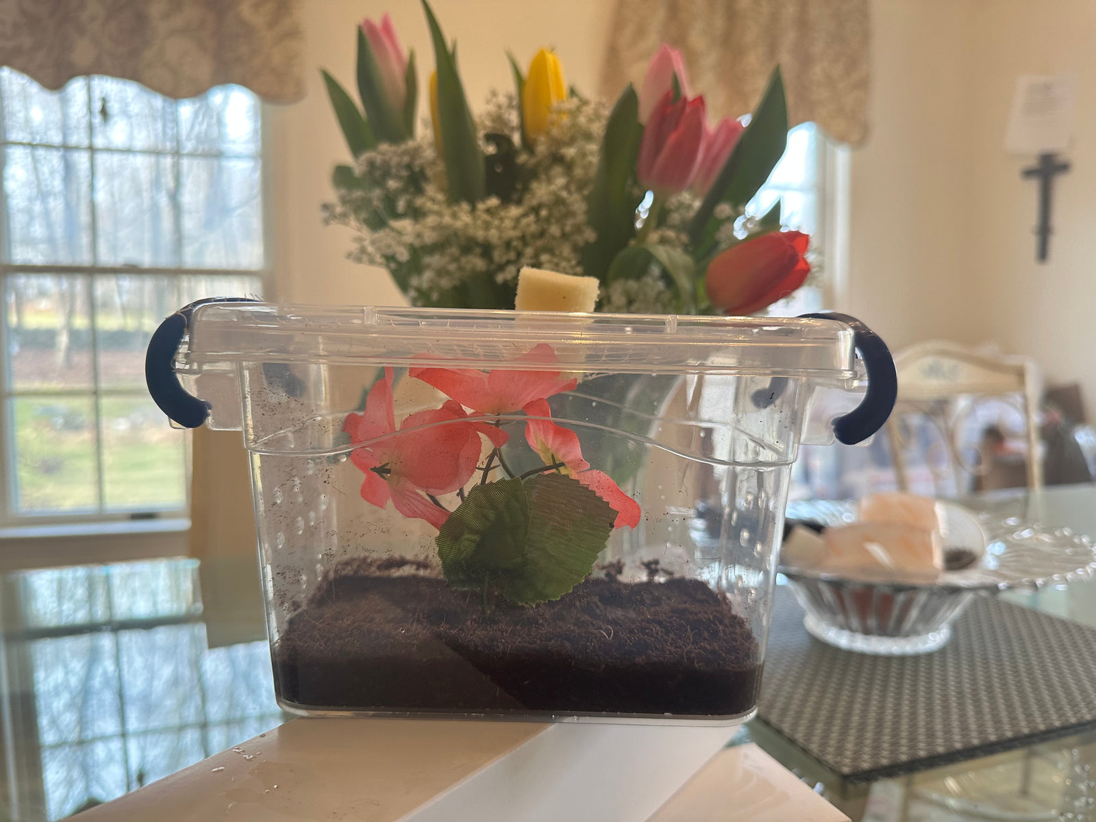 Best insect habitat cage for praying mantis. Bug Box clear locking lid. Bug house complete KIT - USMANTIS