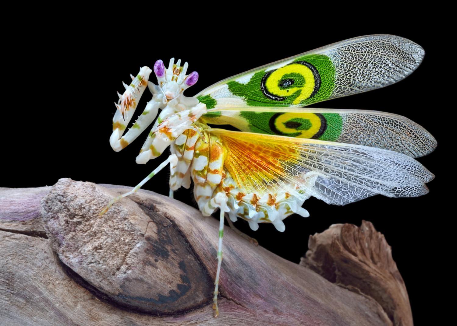 Pseudocreobotra wahlbergii Spiny Flower mantis - USMANTIS