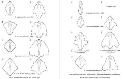 Deroplatys gorochovi dead leaf mantis NEW species