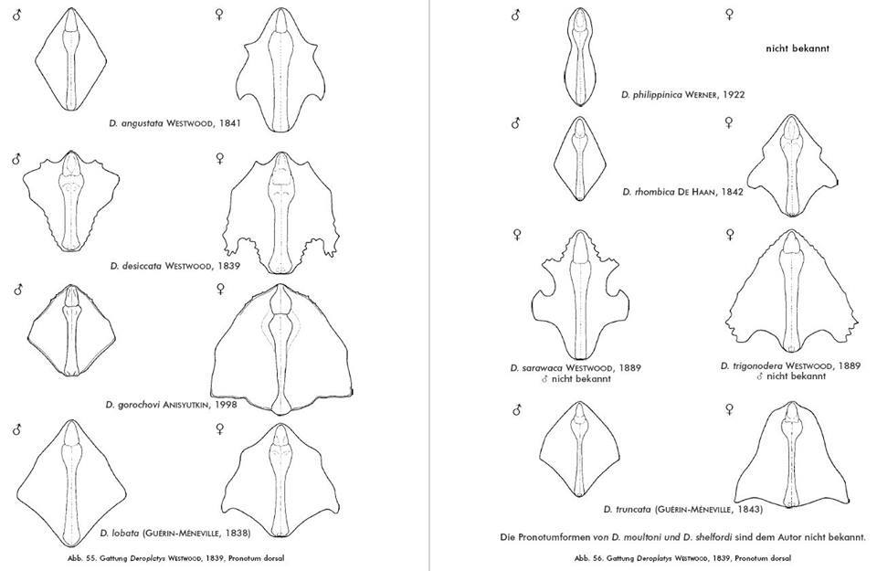 Deroplatys gorochovi dead leaf mantis NEW species