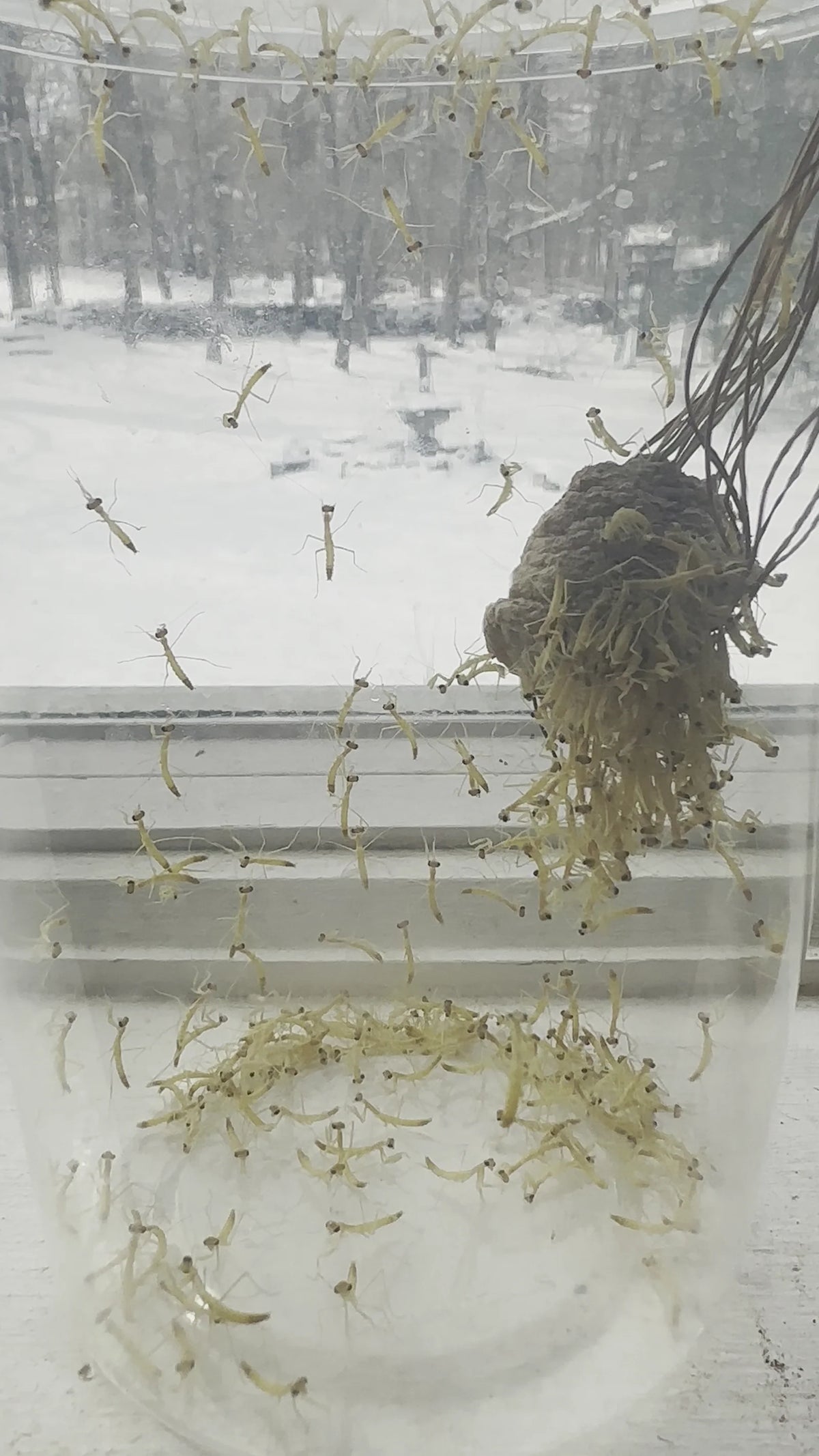 Outdoor Mesh Ooth Hatching Bag