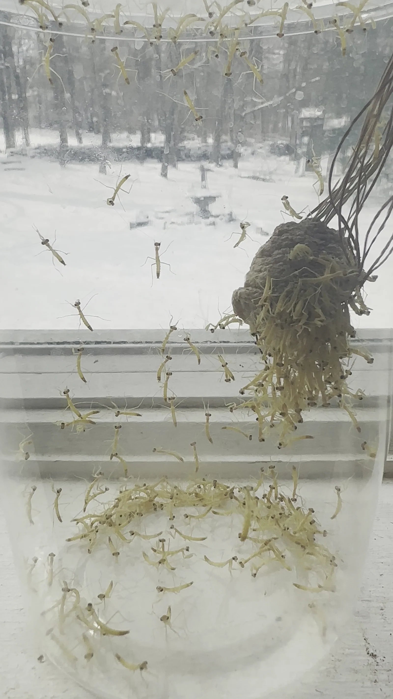 Outdoor Mesh Ooth Hatching Bag