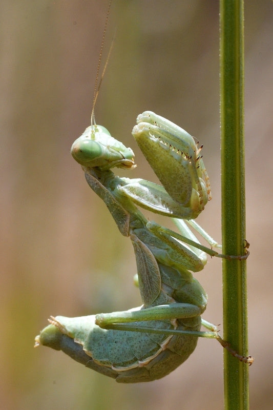 Ameles spallanzania aka European dwarf mantis New!