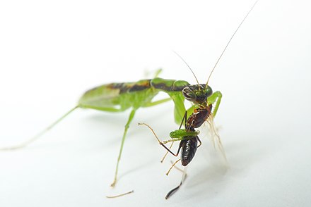 Odontomantis Asian Ant Mantis