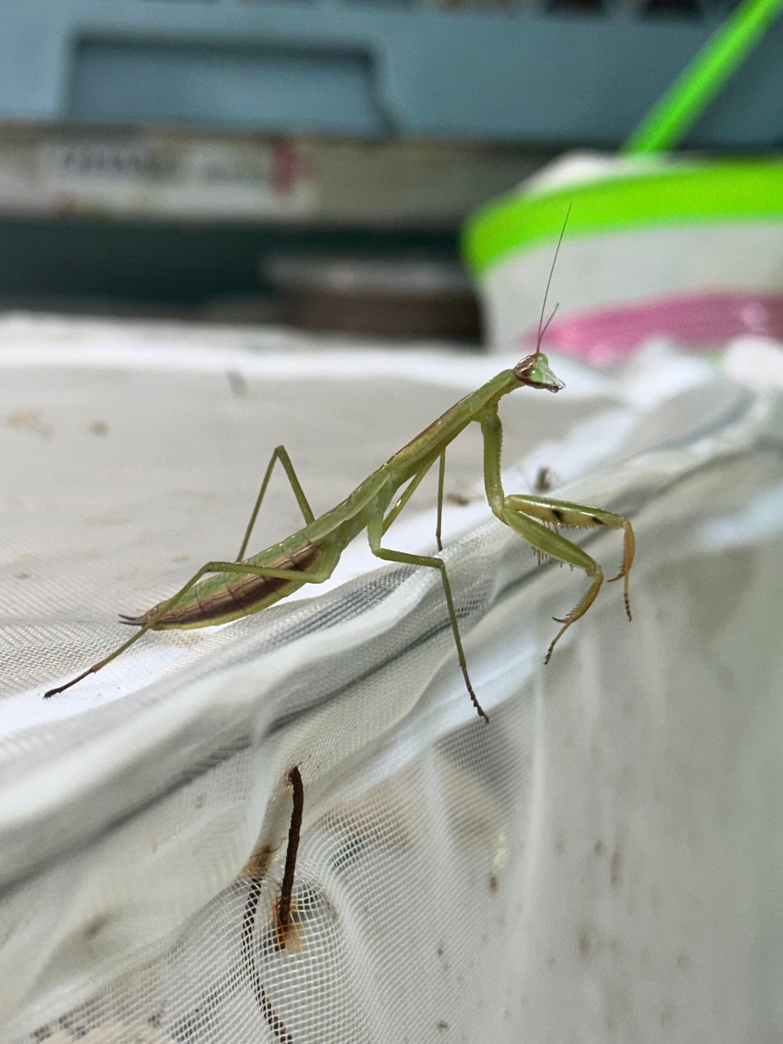 Praying mantis egg mounted in hatching container - USMANTIS