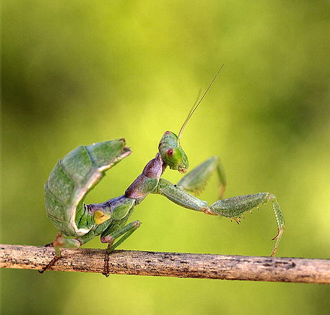 Ameles spallanzania aka European dwarf mantis New!