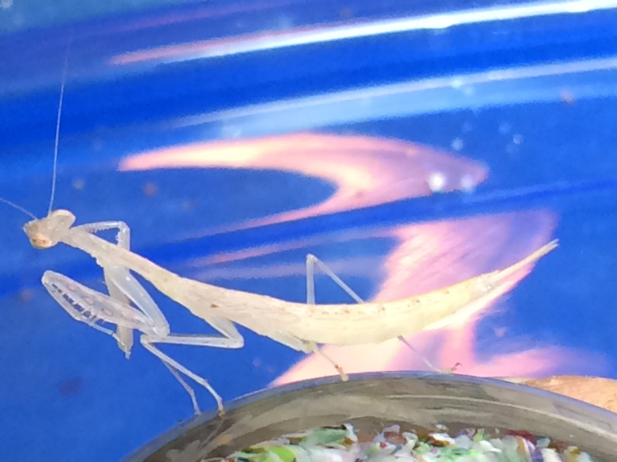 Sinomantis denticulata “Glass Mantis” - USMANTIS