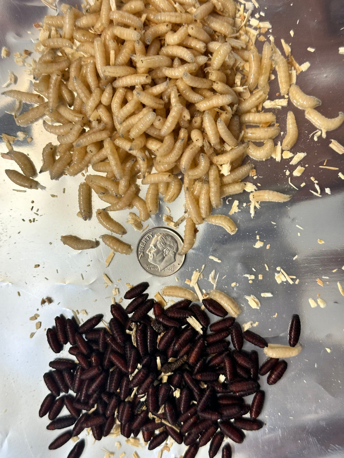 Blue Bottle Fly Spikes Pupae pollinators, larvae ,grubs, USDA raised FRESH New improved - USMANTIS