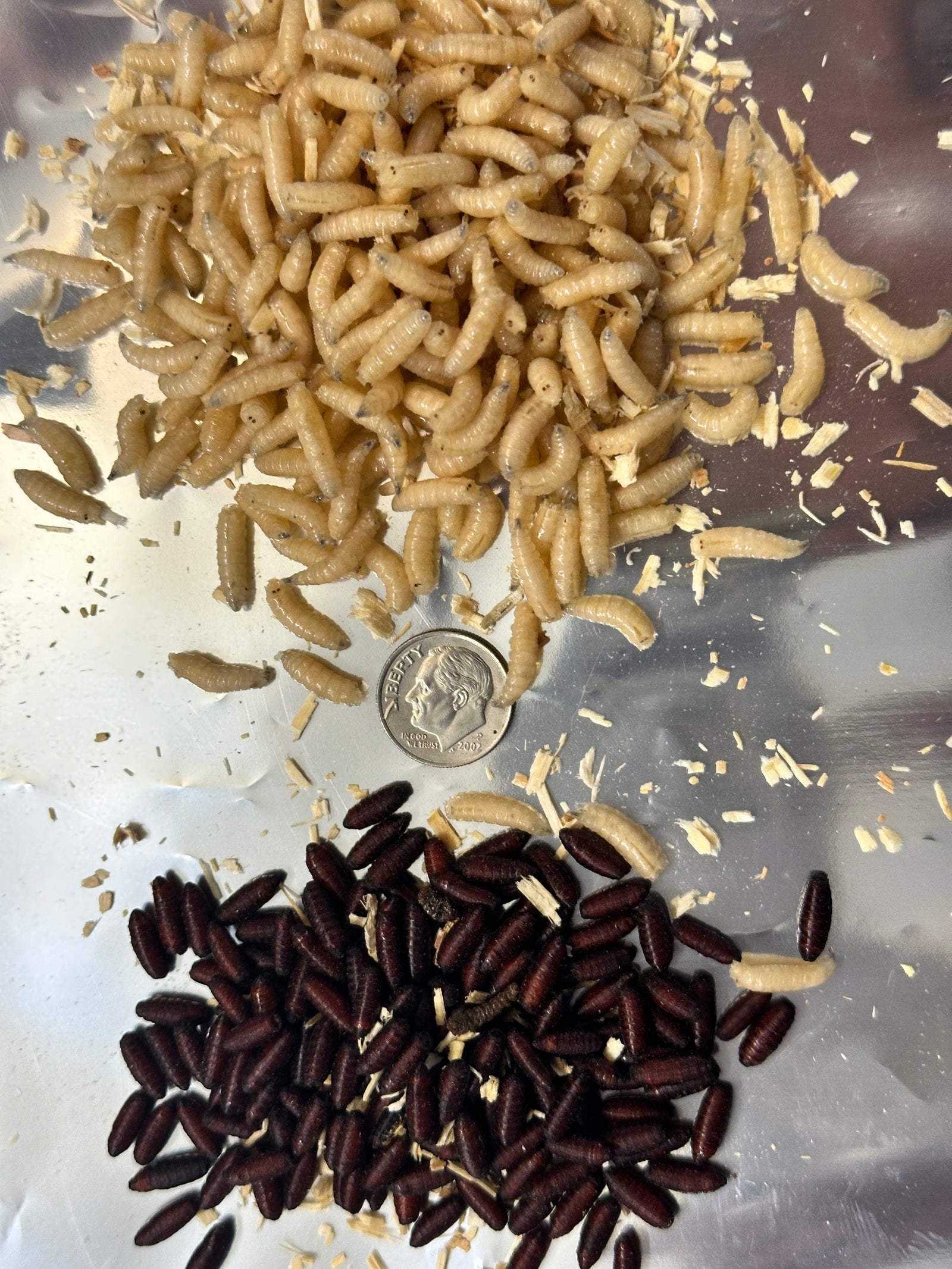 Blue Bottle Fly Spikes Pupae pollinators, larvae ,grubs, USDA raised FRESH New improved - USMANTIS