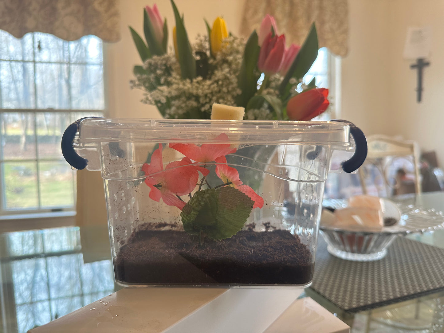 Best insect habitat cage for praying mantis. Bug Box clear locking lid. Bug house complete KIT - USMANTIS