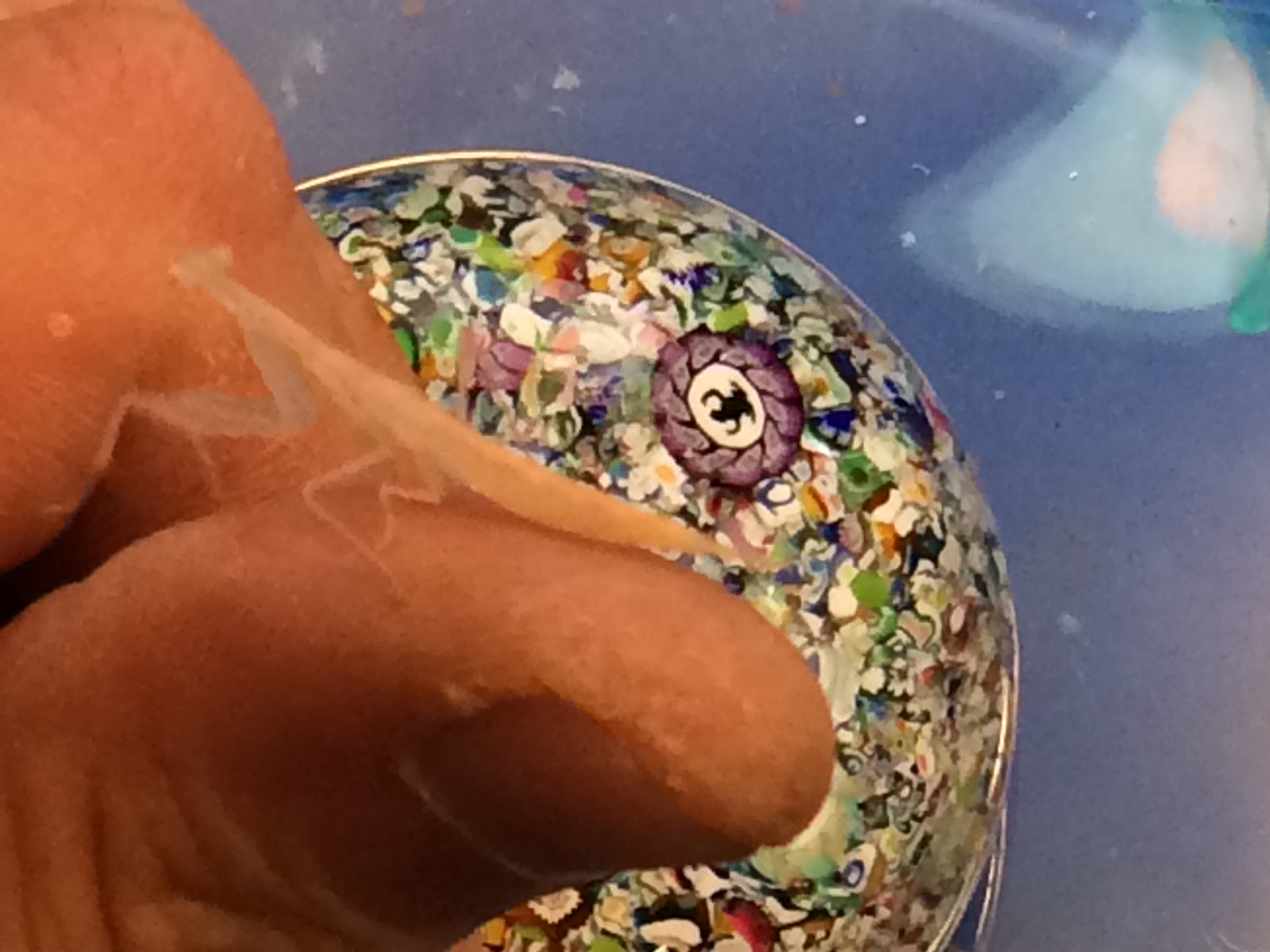 Sinomantis denticulata “Glass Mantis” - USMANTIS