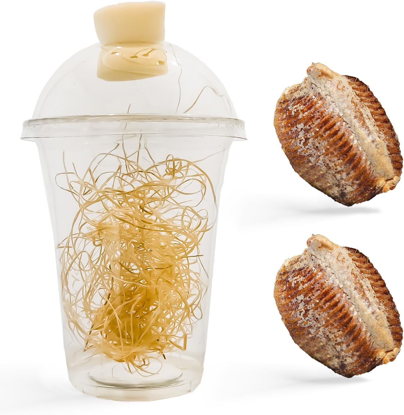 Carolina Praying Mantis Egg Cases Hatching Habitat Cup (Two Eggs Cases) - Package Comes with a Transparent Habitat Cup, Each Egg Case Produces Approximately 50 to 200 Baby Nymphs mantises