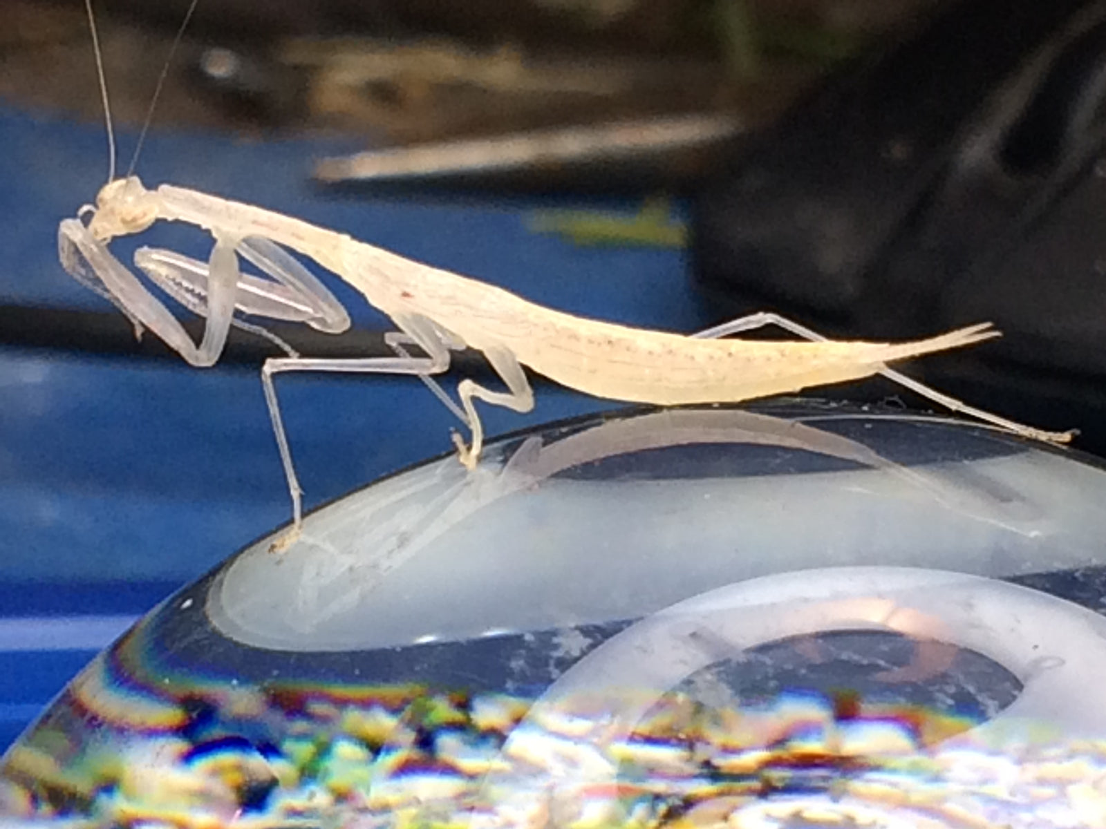 Sinomantis denticulata “Glass Mantis” - USMANTIS