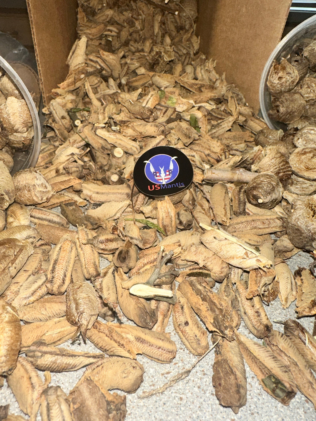 Ooth hatching incubator container praying mantis - USMANTIS