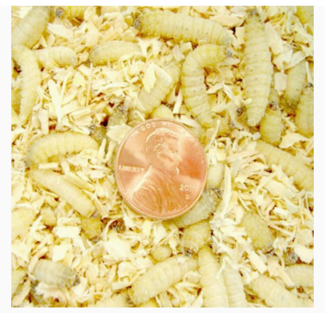 Live Waxworms Wax-moths grubs maggots - USMANTIS