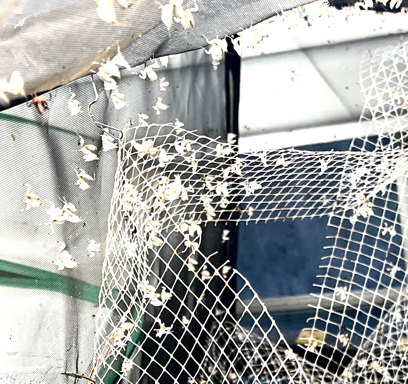 White 13.5" by 13.5" by 24" Popup Cage with Vinyl Window praying mantis breeding cage