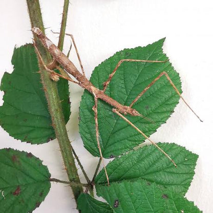 Zompros Stick Insect Parapachymorpha zomproi Thai stick - USMANTIS