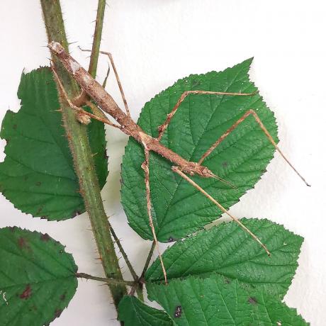 Zompros Stick Insect Parapachymorpha zomproi Thai stick