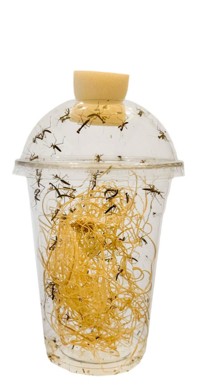 Hatching cup with plug and excelsior - USMANTIS