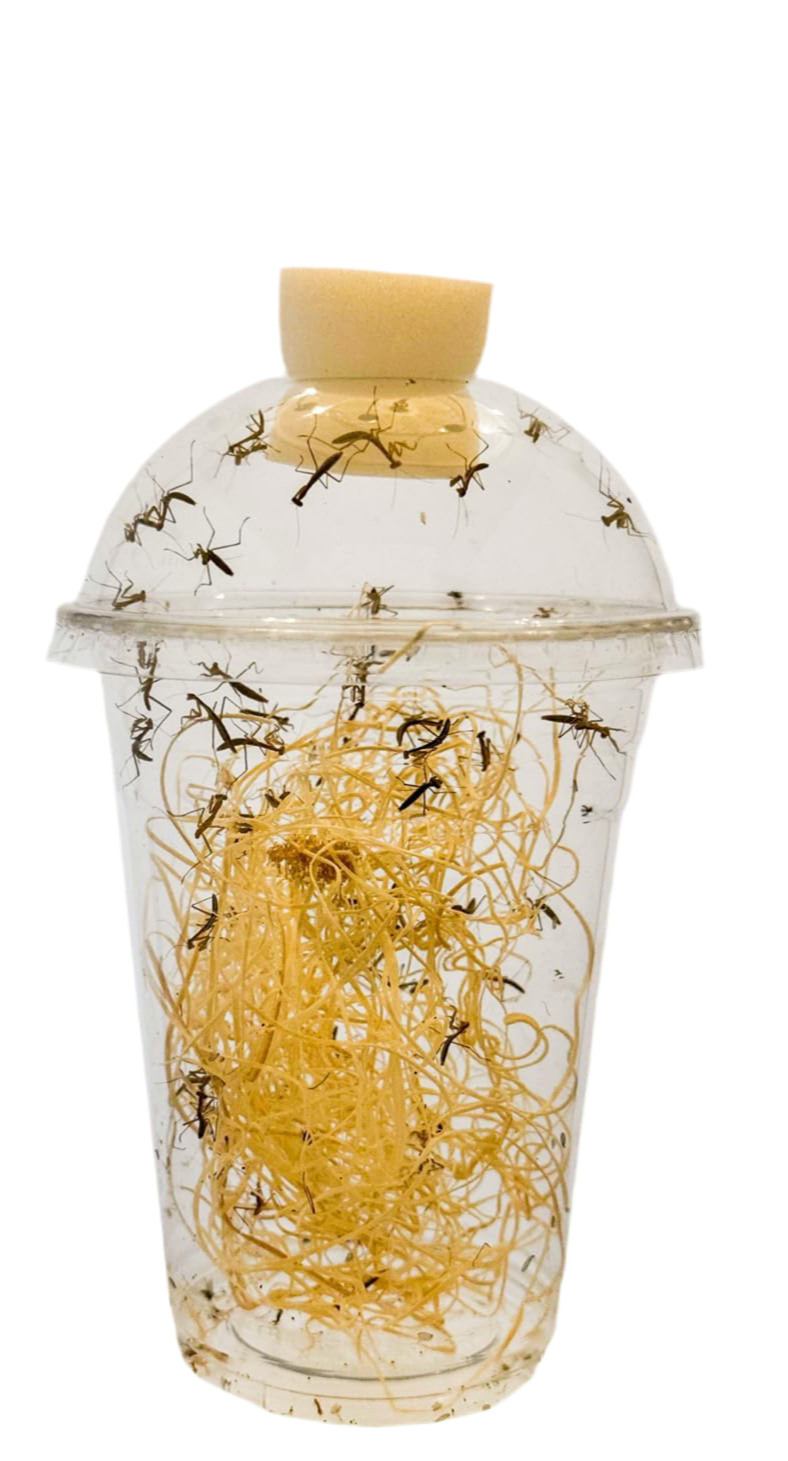 Hatching cup with plug and excelsior