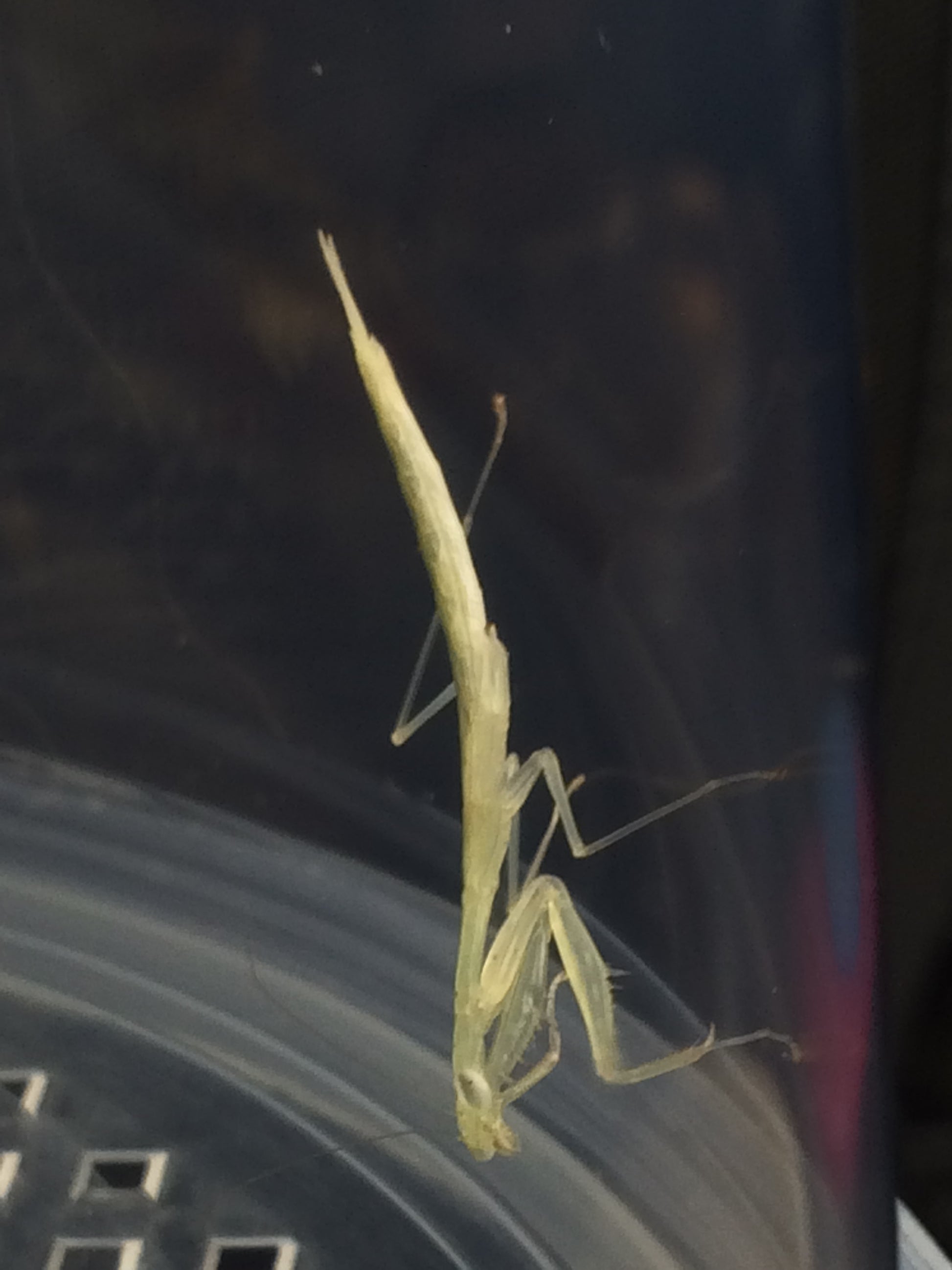 Sinomantis denticulata “Glass Mantis” - USMANTIS