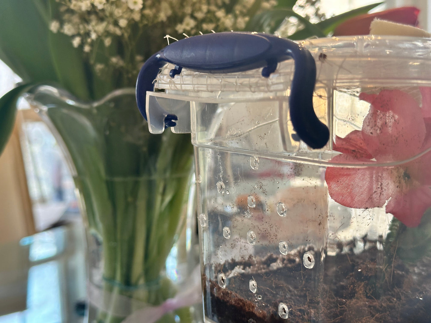 Best insect habitat cage for praying mantis. Bug Box clear locking lid. Bug house complete KIT - USMANTIS