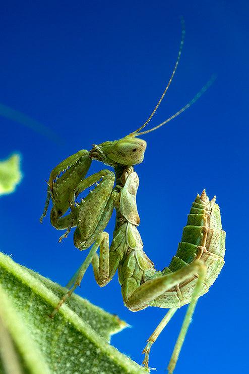 Ameles spallanzania aka European dwarf mantis New!