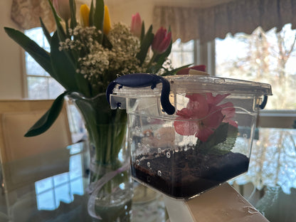 Best insect habitat cage for praying mantis. Bug Box clear locking lid. Bug house complete KIT - USMANTIS