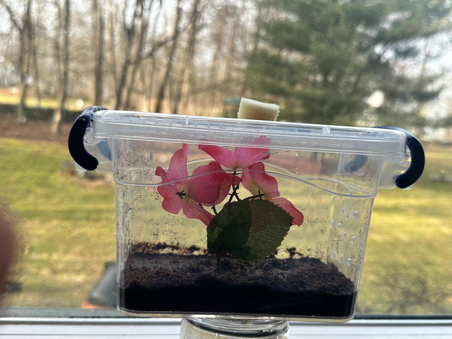 Best insect habitat cage for praying mantis. Bug Box clear locking lid. Bug house complete KIT - USMANTIS