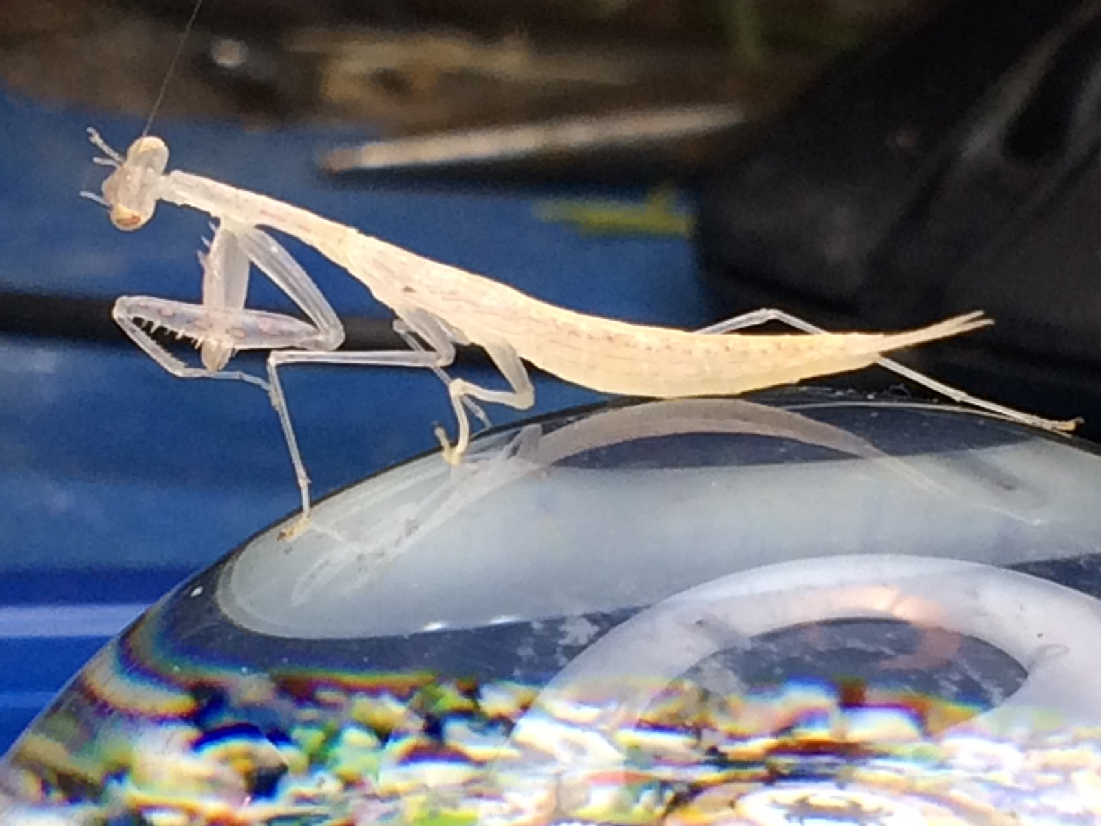 Sinomantis denticulata “Glass Mantis” - USMANTIS