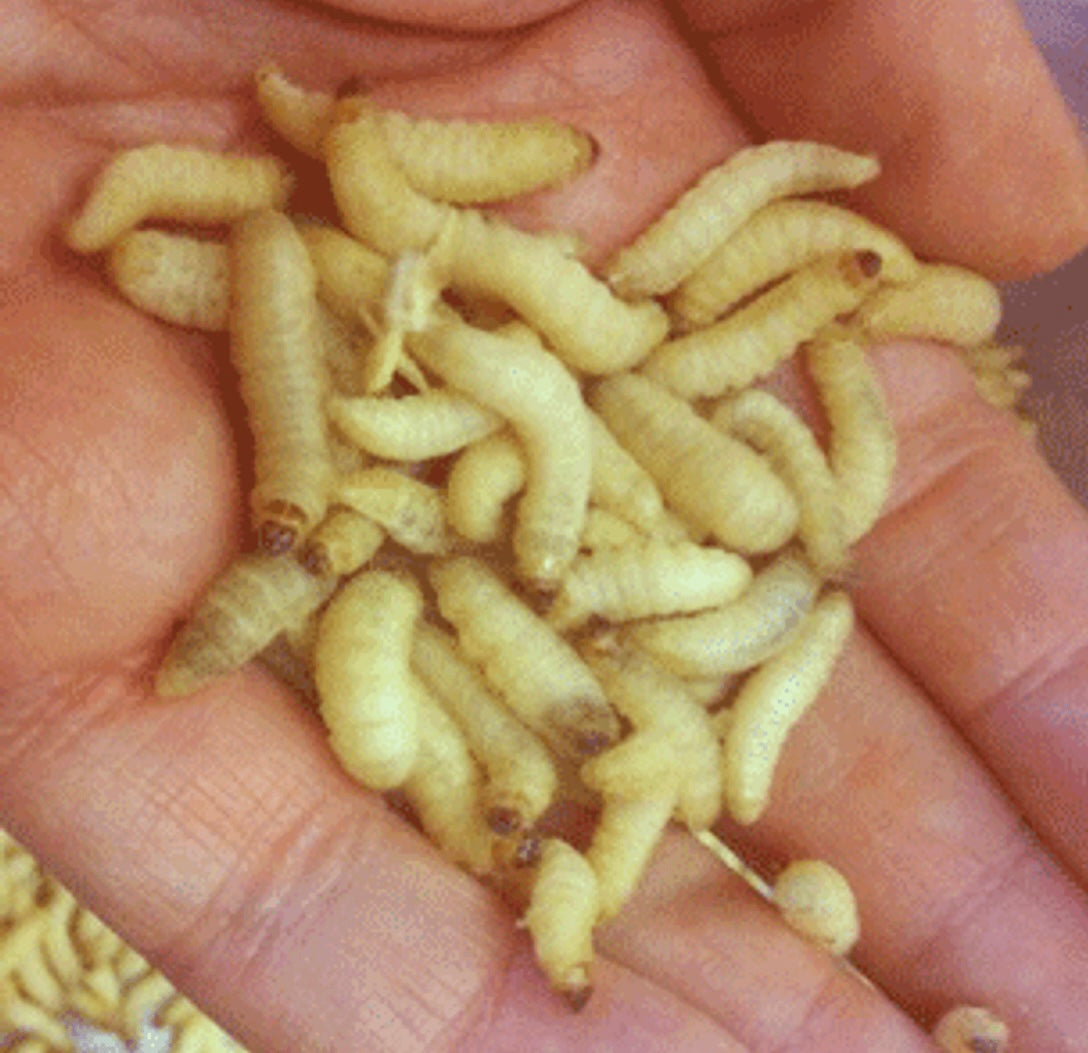 Live Waxworms Wax-moths grubs maggots