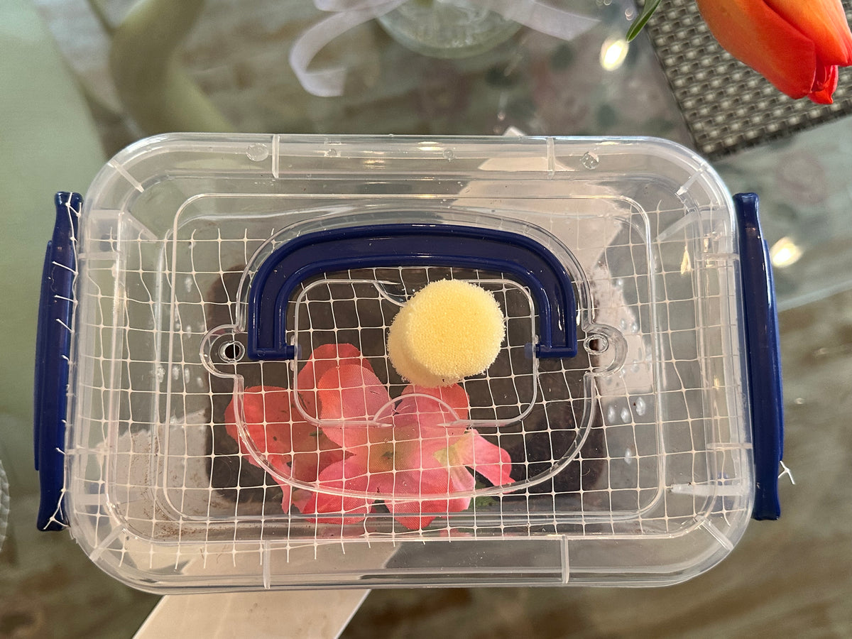 Best insect habitat cage for praying mantis. Bug Box clear locking lid. Bug house complete KIT - USMANTIS