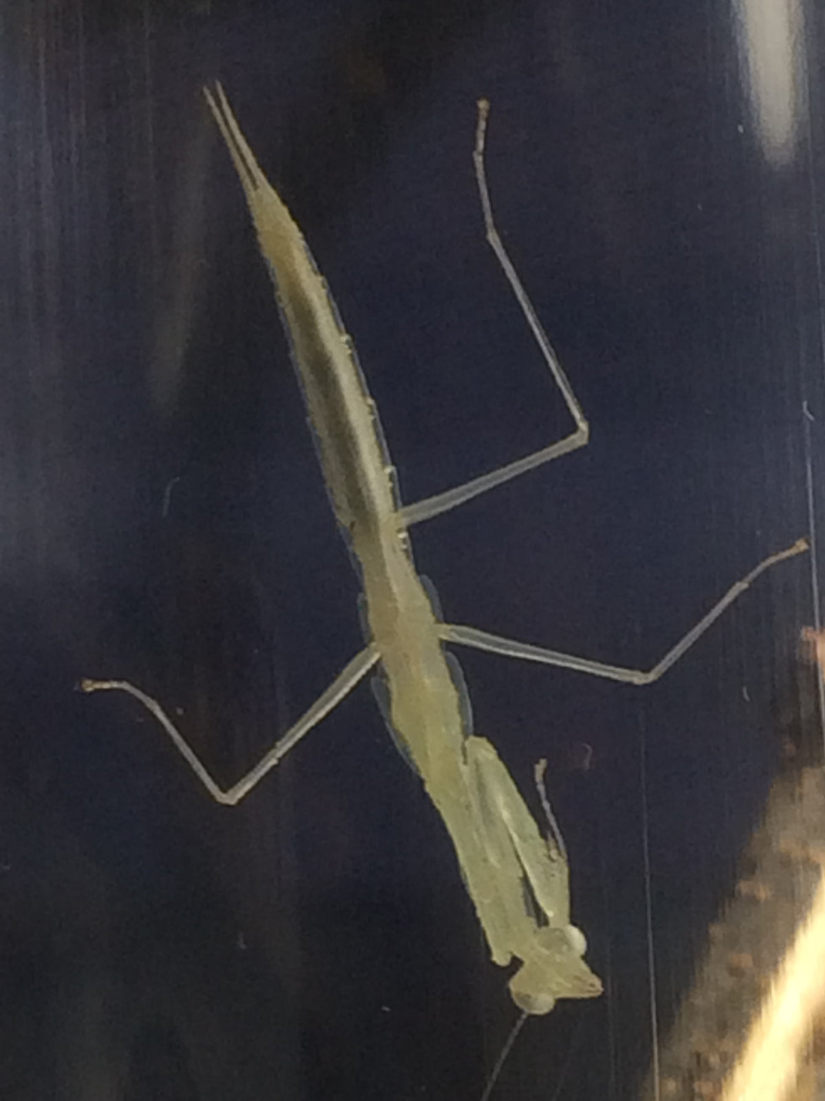Sinomantis denticulata “Glass Mantis” - USMANTIS