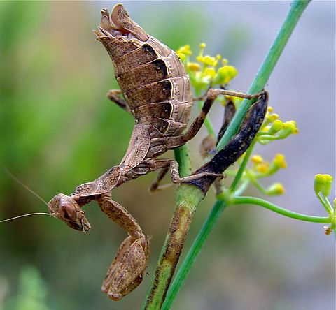 Ameles spallanzania aka European dwarf mantis New!