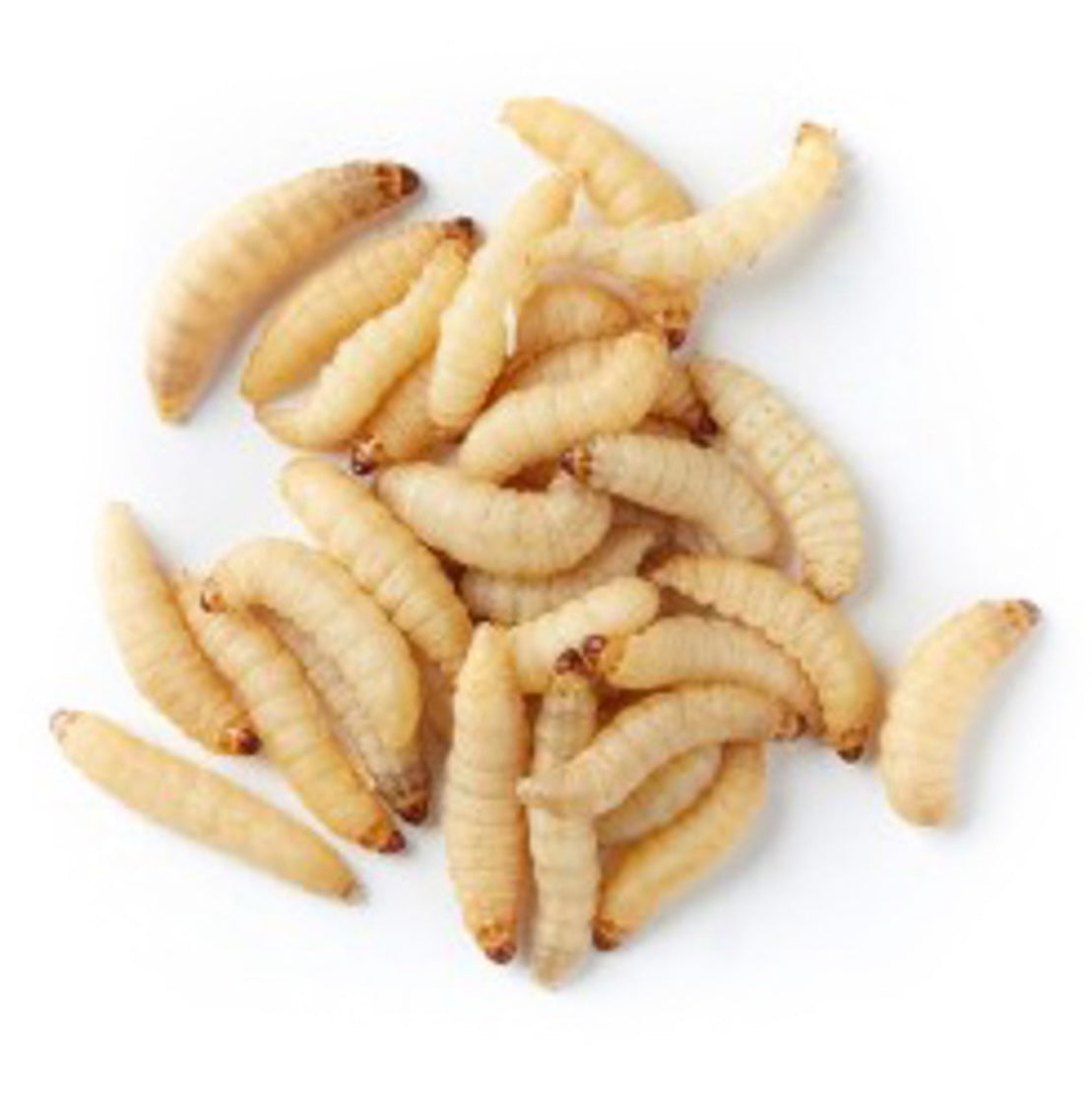 Live Waxworms Wax-moths grubs maggots - USMANTIS