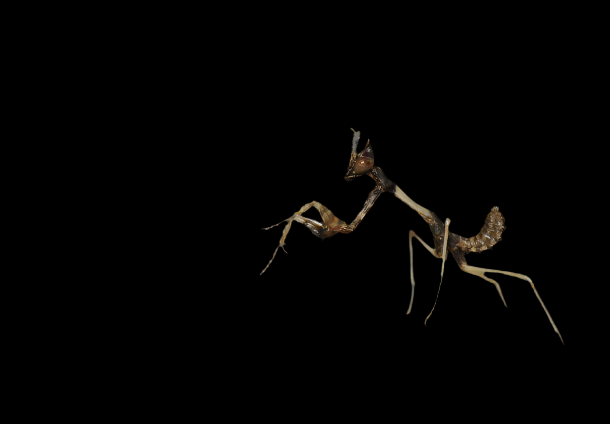 Empusa fasciata L2 - USMANTIS