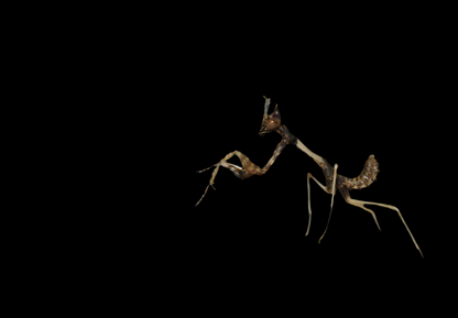 Empusa fasciata L2 - USMANTIS