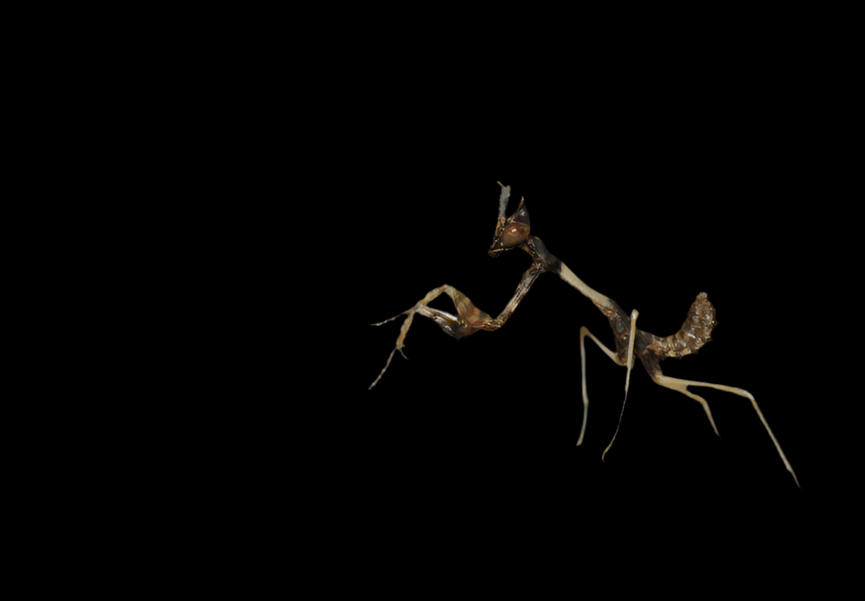 Empusa fasciata L2