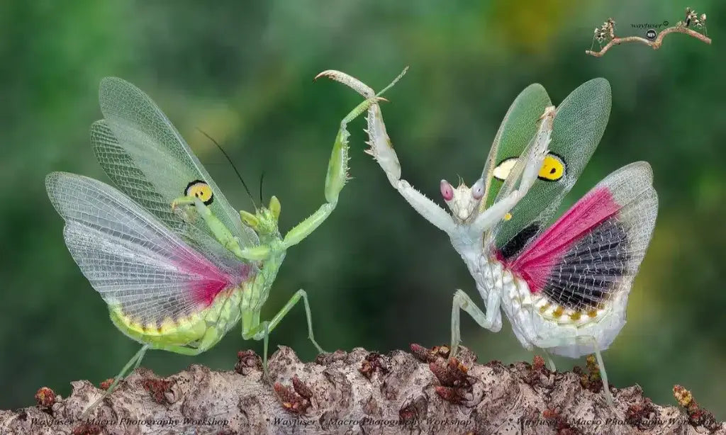 Creobroter nebulosa - USMANTIS