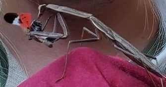 3 pack Chinese Mantis ooth egg Case live - USMANTIS