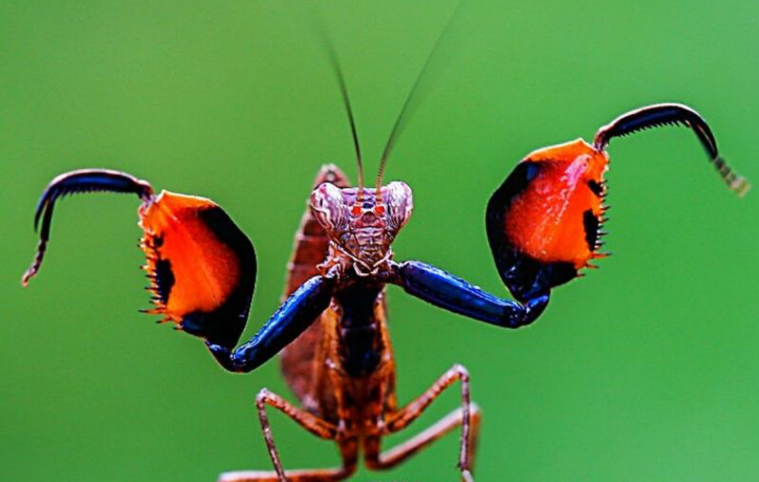 Mantis boxeadora Astyliasula javana (Mantis boxeadora de Java)