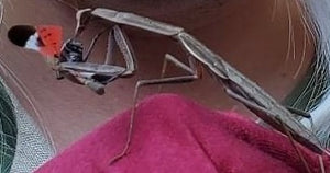 Chinese Mantis Live Nymphs T sinesesis pest control