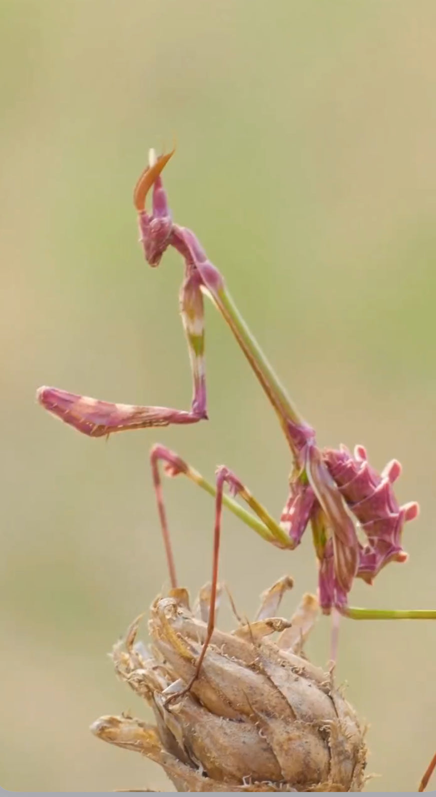 Empusa pennata Conehead praying mantis - USMANTIS