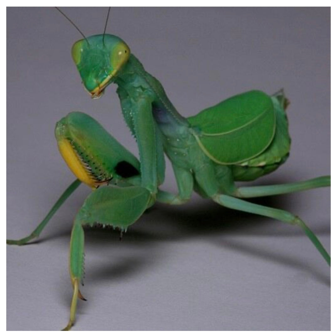 Clinia humeralis Wide-arm mantis - USMANTIS