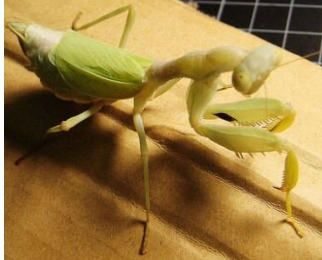 Clinia humeralis Wide-arm mantis - USMANTIS