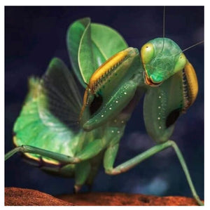 Clinia humeralis